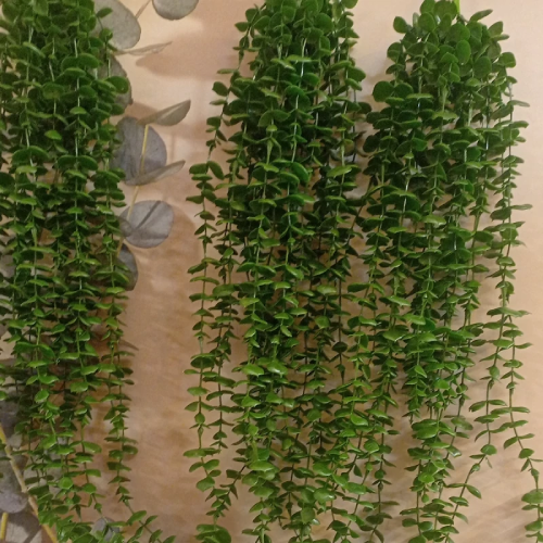 پخش-بوته-آویز-شمشاد-کد-z3068