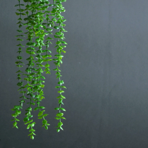 پخش-بوته-آویز-شمشاد-کد-z3068