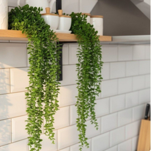 پخش بوته آویز شمشاد رنگ سبز تک و عمده کد Z3068